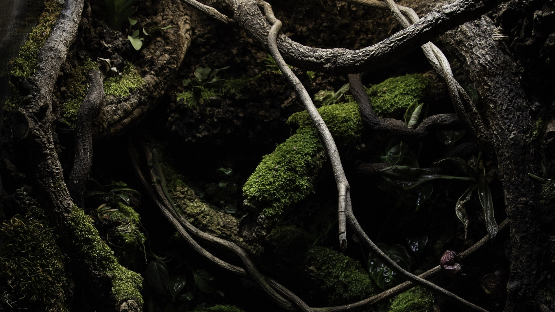 Naturalistic planted vivarium with moss, vines and cork bark