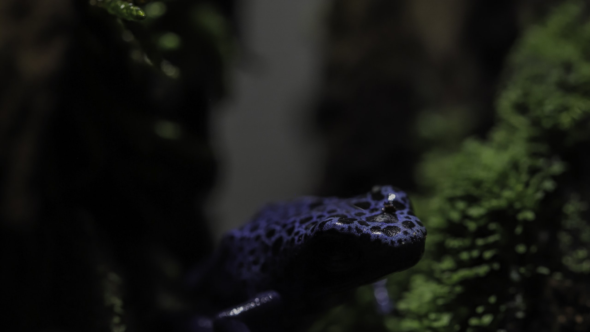 Blue poison dart frog among moss in a dark vivarium
